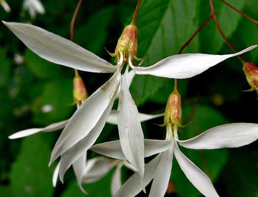 {Gillenia trifoliata}